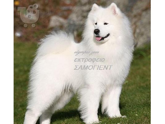 PoulaTo: ΣΑΜΟΓΙΕΝΤ(SAMOYED)